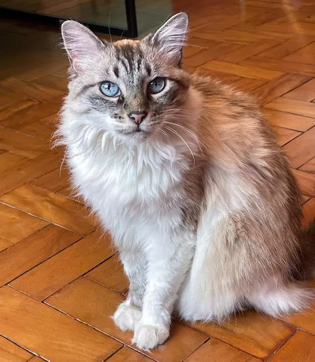 Gato raça SRD-ViraLata idade 6 ou mais anos nome Lana