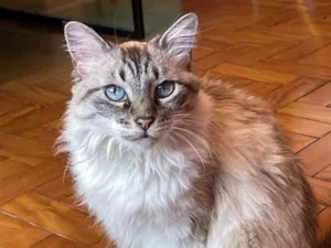 Gato raça SRD-ViraLata idade 6 ou mais anos nome Lana