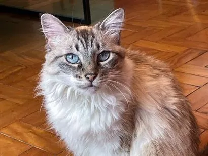 Gato raça SRD-ViraLata idade 6 ou mais anos nome Lana