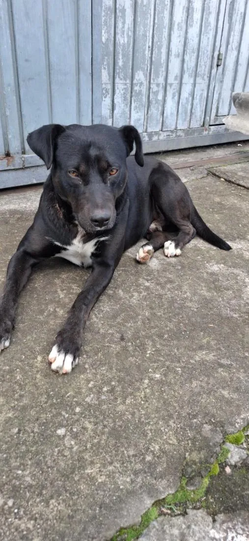 Cachorro raça Pit-Bull idade 3 anos nome Negão