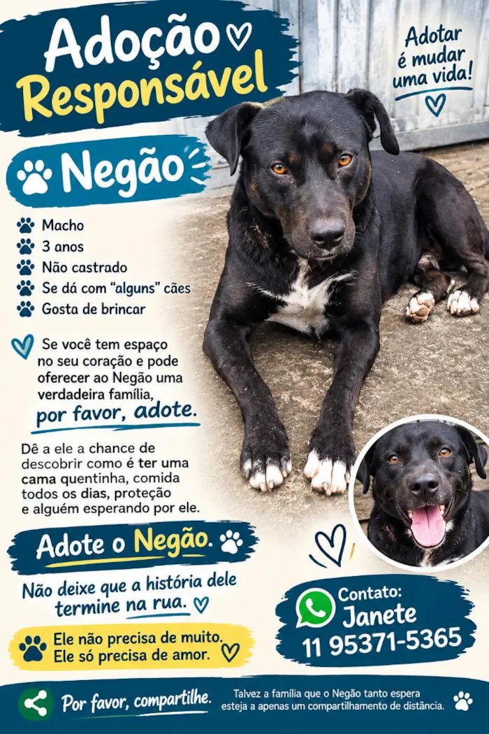Cachorro raça Pit-Bull idade 3 anos nome Negão