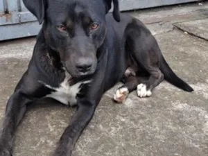 Cachorro raça Pit-Bull idade 3 anos nome Negão