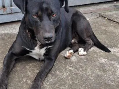 Cachorro raça Pit-Bull idade 3 anos nome Negão