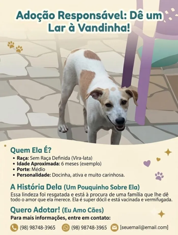 Cachorro raça SRD-ViraLata idade 2 a 6 meses nome Vandinha