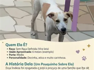 Cachorro raça SRD-ViraLata idade 2 a 6 meses nome Vandinha
