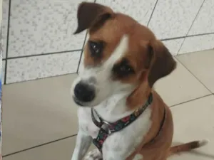 Cachorro raça SRD-ViraLata idade 1 ano nome Juddye
