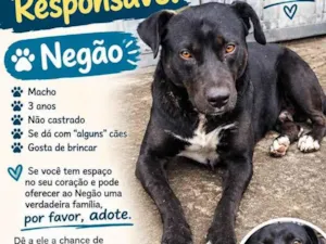 Cachorro raça Pit-Bull idade 3 anos nome Negão