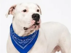 Cachorro raça Pit-Bull idade 2 anos nome Ozzy