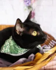 Petunia 