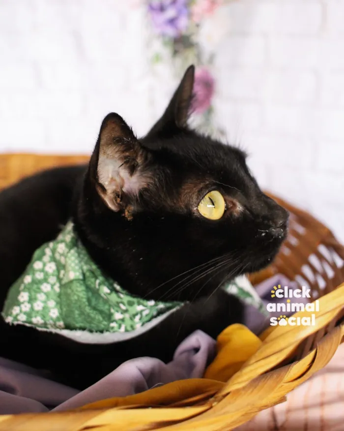 Gato raça SRD-ViraLata idade 1 ano nome Petunia 