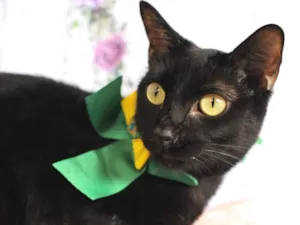 Gato raça SRD-ViraLata idade 1 ano nome Petunia 