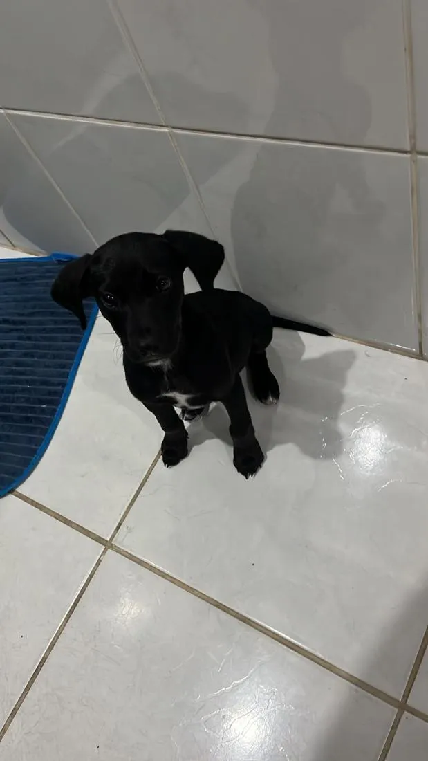 Cachorro raça SRD-ViraLata idade 2 a 6 meses nome Peteco