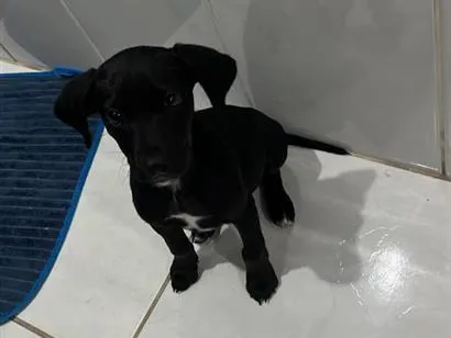 Cachorro raça SRD-ViraLata idade 2 a 6 meses nome Peteco