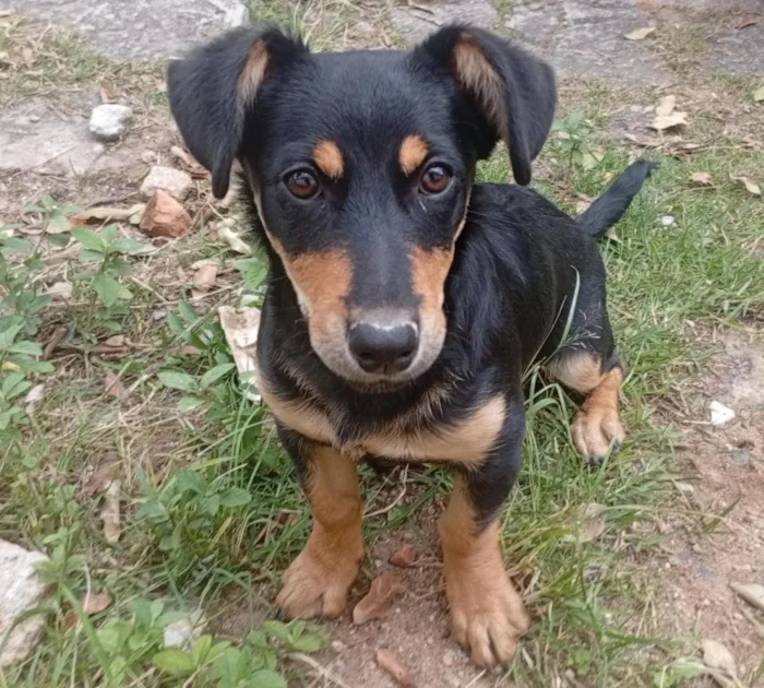 Cachorro raça SRD-ViraLata idade 2 a 6 meses nome Pulguinha