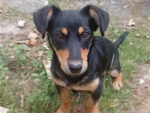 Cachorro raça SRD-ViraLata idade 2 a 6 meses nome Pulguinha