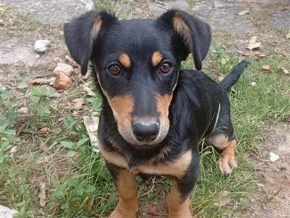 Cachorro raça SRD-ViraLata idade 2 a 6 meses nome Pulguinha