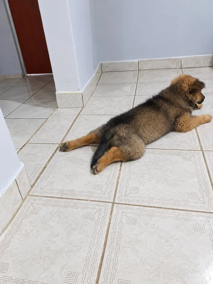 Cachorro raça SRD-ViraLata idade 2 a 6 meses nome Max