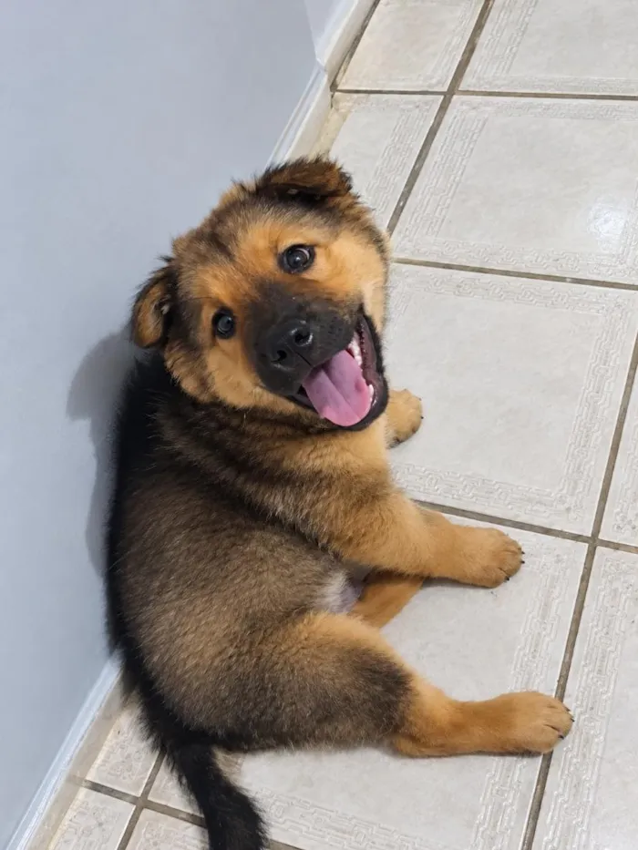 Cachorro raça SRD-ViraLata idade 2 a 6 meses nome Max