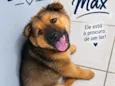 Max