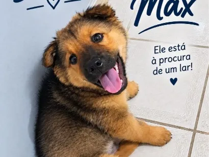 Cachorro raça SRD-ViraLata idade 2 a 6 meses nome Max