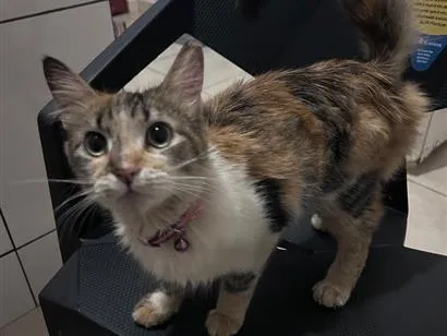 Gato raça SRD-ViraLata idade 2 a 6 meses nome não sei o nome