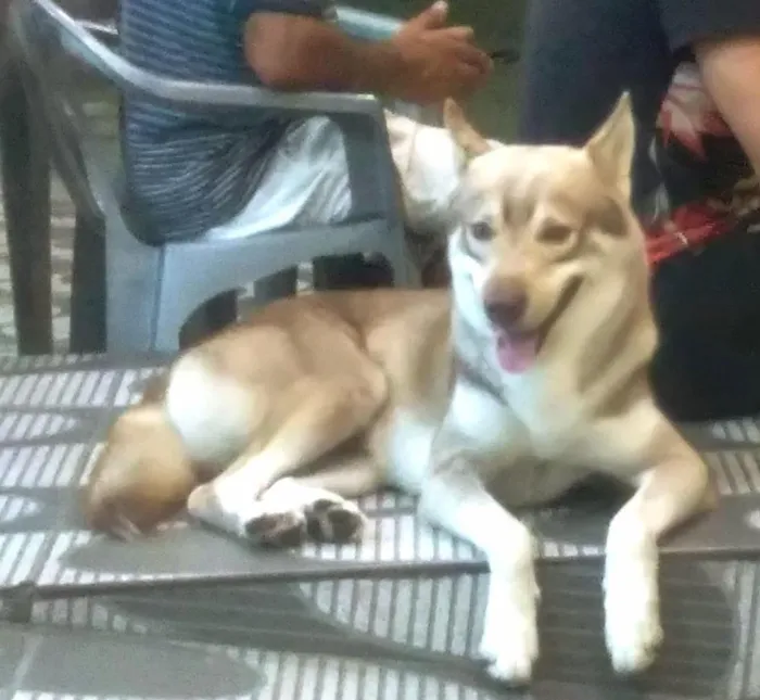 Cachorro raça Husky Siberiano idade 4 anos nome Aquila