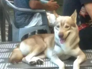 Cachorro raça Husky Siberiano idade 4 anos nome Aquila