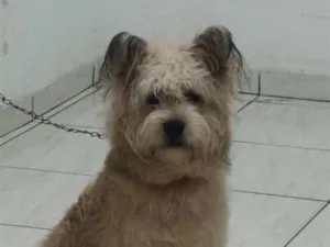 Cachorro raça Poodle idade 7 a 11 meses nome Bob 