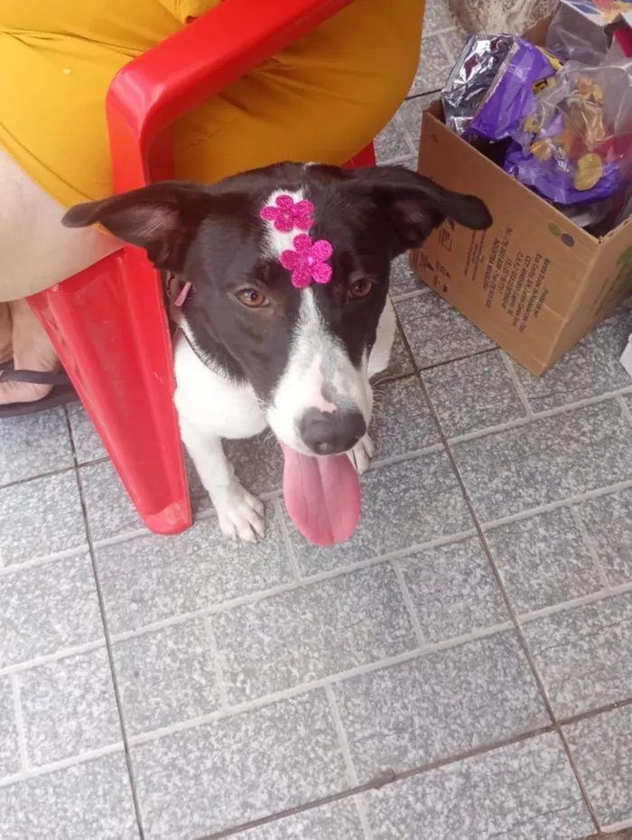 Cachorro raça SRD-ViraLata idade 1 ano nome panda