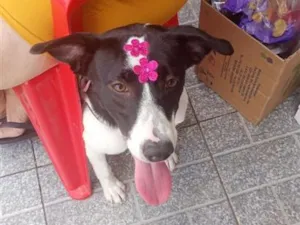 Cachorro raça SRD-ViraLata idade 1 ano nome panda