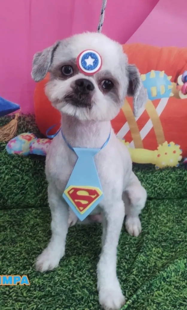 Cachorro raça Shitzu idade 5 anos nome Neném 