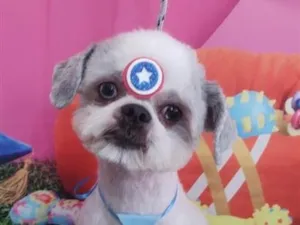 Cachorro raça Shitzu idade 5 anos nome Neném 