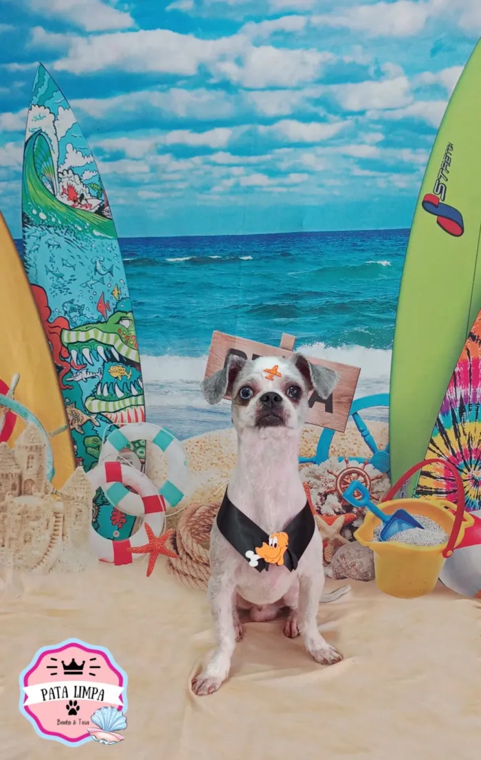 Cachorro raça Shitzu idade 5 anos nome Neném 