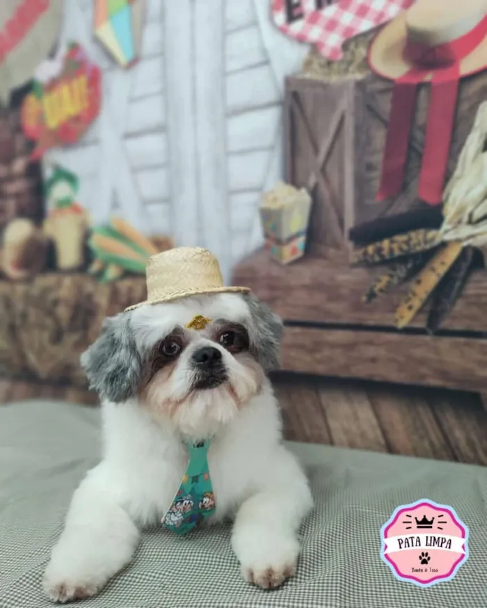 Cachorro raça Shitzu idade 5 anos nome Neném 