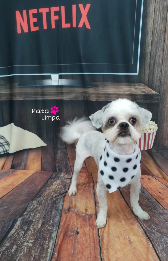 Cachorro raça Shitzu idade 5 anos nome Neném 