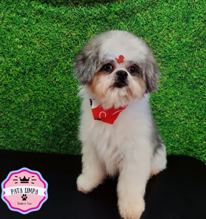 Cachorro raça Shitzu idade 5 anos nome Neném 