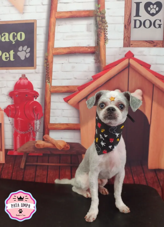 Cachorro raça Shitzu idade 5 anos nome Neném 