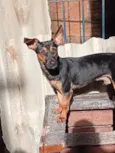 scooby