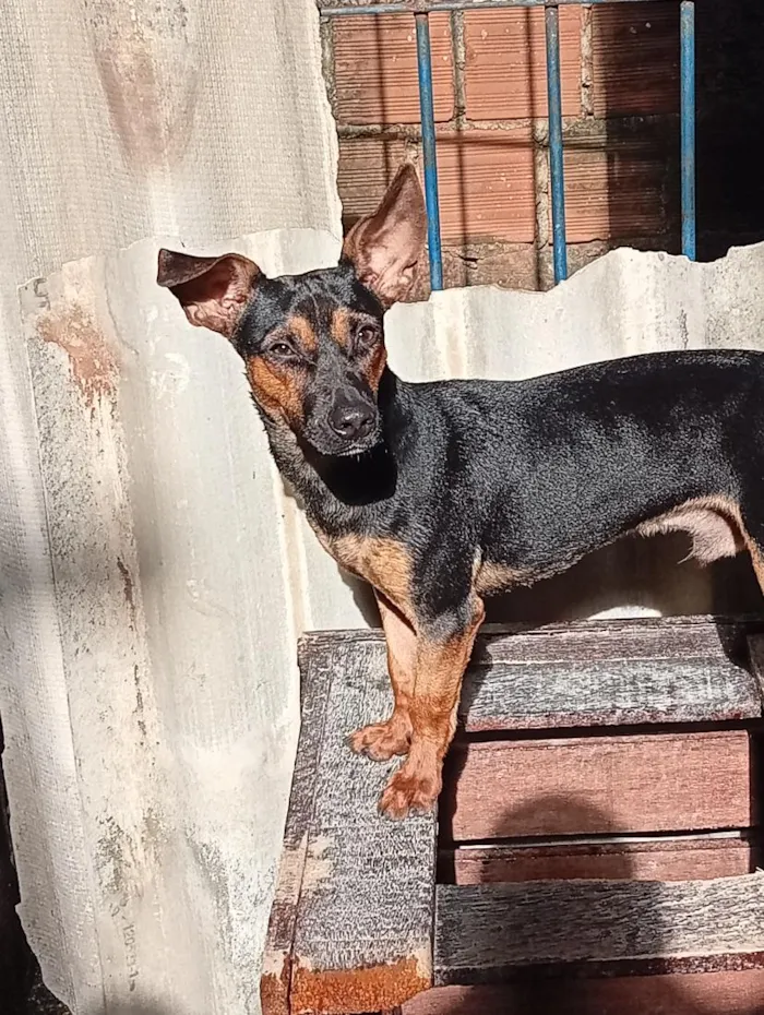 Cachorro raça SRD-ViraLata idade 7 a 11 meses nome scooby