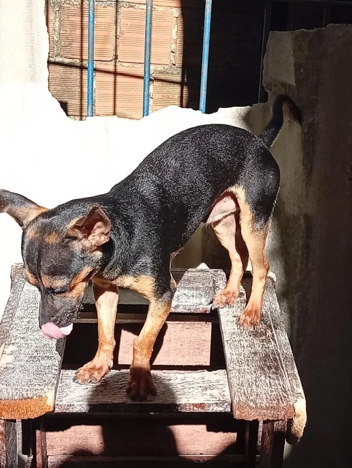Cachorro raça SRD-ViraLata idade 7 a 11 meses nome scooby