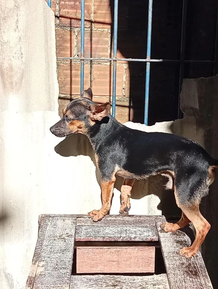 Cachorro raça SRD-ViraLata idade 7 a 11 meses nome scooby