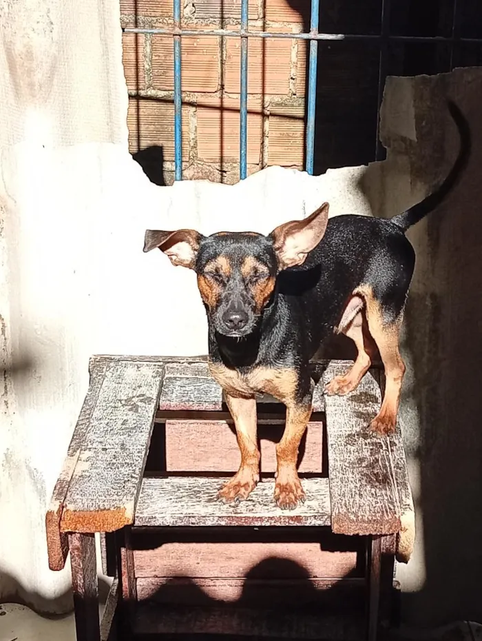 Cachorro raça SRD-ViraLata idade 7 a 11 meses nome scooby