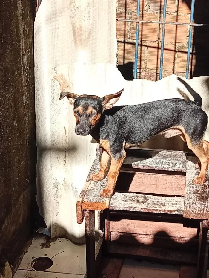 Cachorro raça SRD-ViraLata idade 7 a 11 meses nome scooby