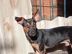 Cachorro raça SRD-ViraLata idade 7 a 11 meses nome scooby