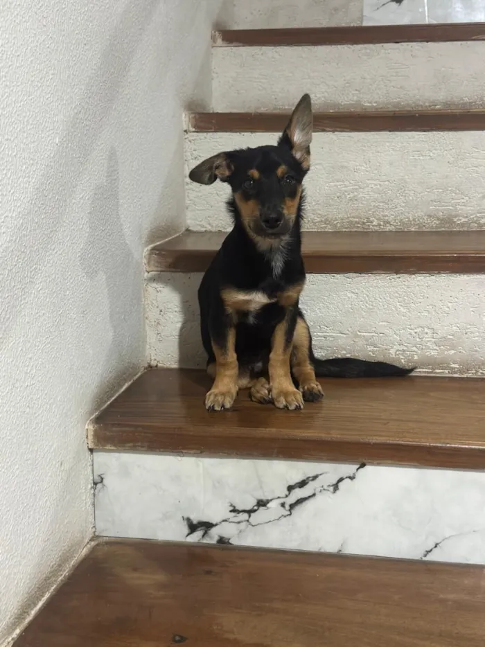 Cachorro raça SRD-ViraLata idade 2 a 6 meses nome Theo