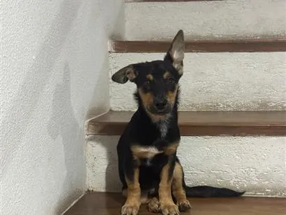 Cachorro raça SRD-ViraLata idade 2 a 6 meses nome Theo