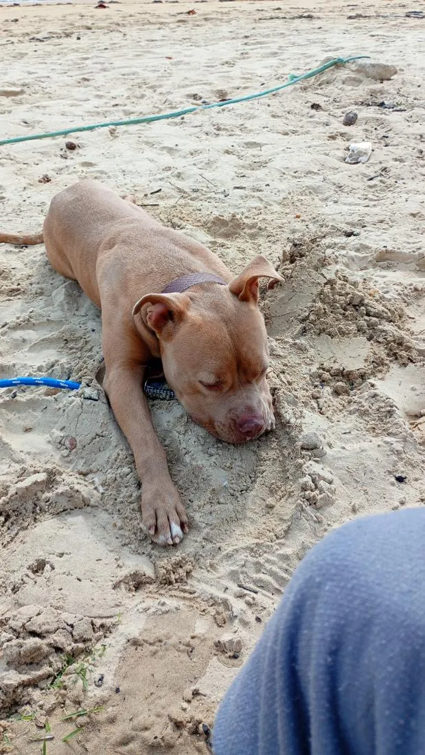 Cachorro raça Pit-Bull idade 2 anos nome thor