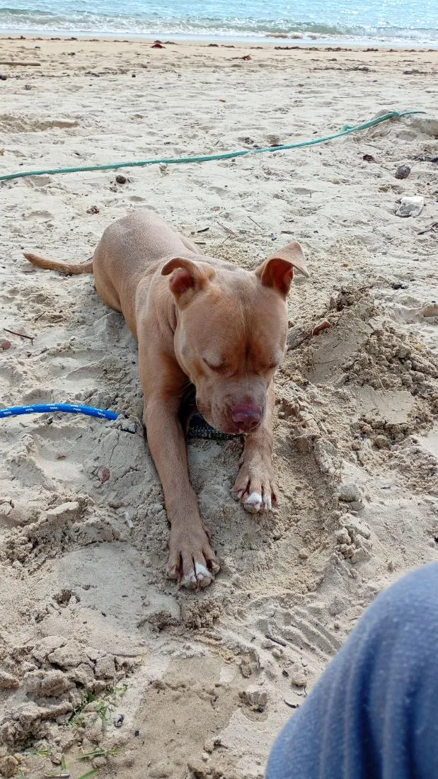 Cachorro raça Pit-Bull idade 2 anos nome thor