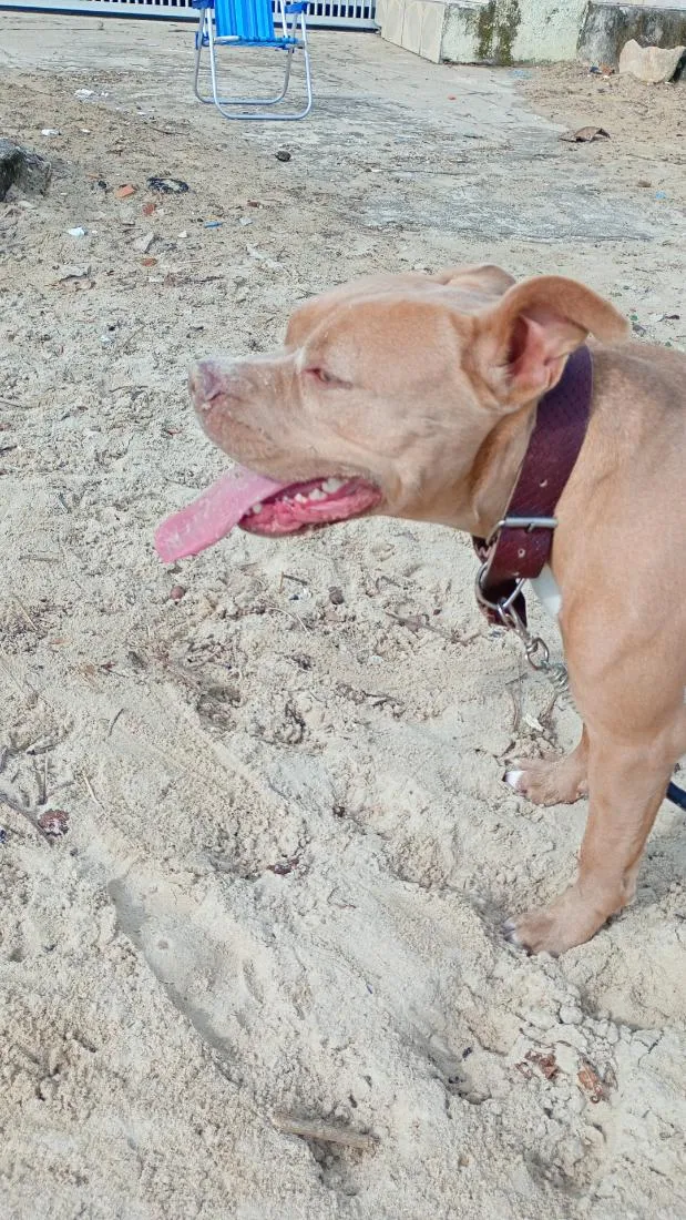 Cachorro raça Pit-Bull idade 2 anos nome thor