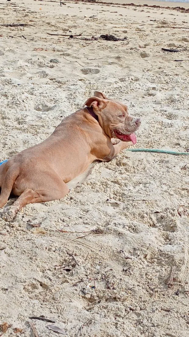 Cachorro raça Pit-Bull idade 2 anos nome thor